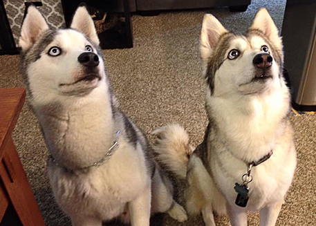 Two Huskies